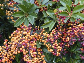 Kislevelű sugárarália - Heptapleurum arboricola, Heptapleurum arboricola syn. Schefflera arboricola, évelő, fásszárú